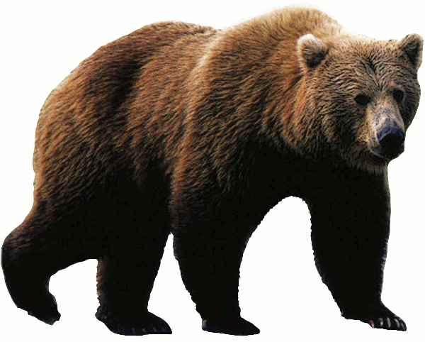 A grizzly bear